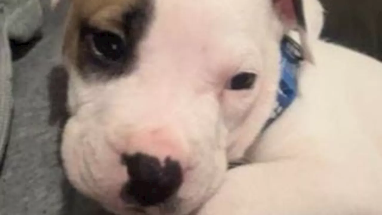 Police believe 'truly distressing' puppy killing in Melbourne's west was targeted attack