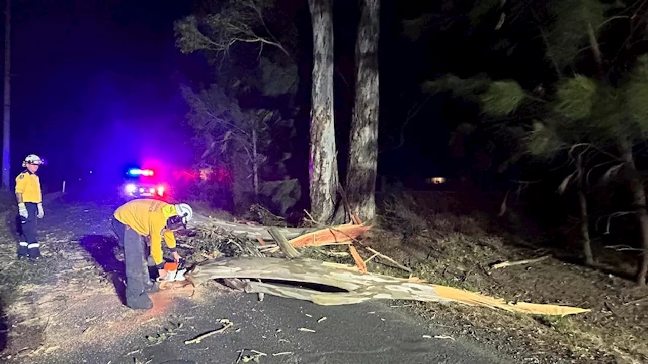 Thousands of homes without power, trees down as damaging winds hit Sydney amid extreme fire danger