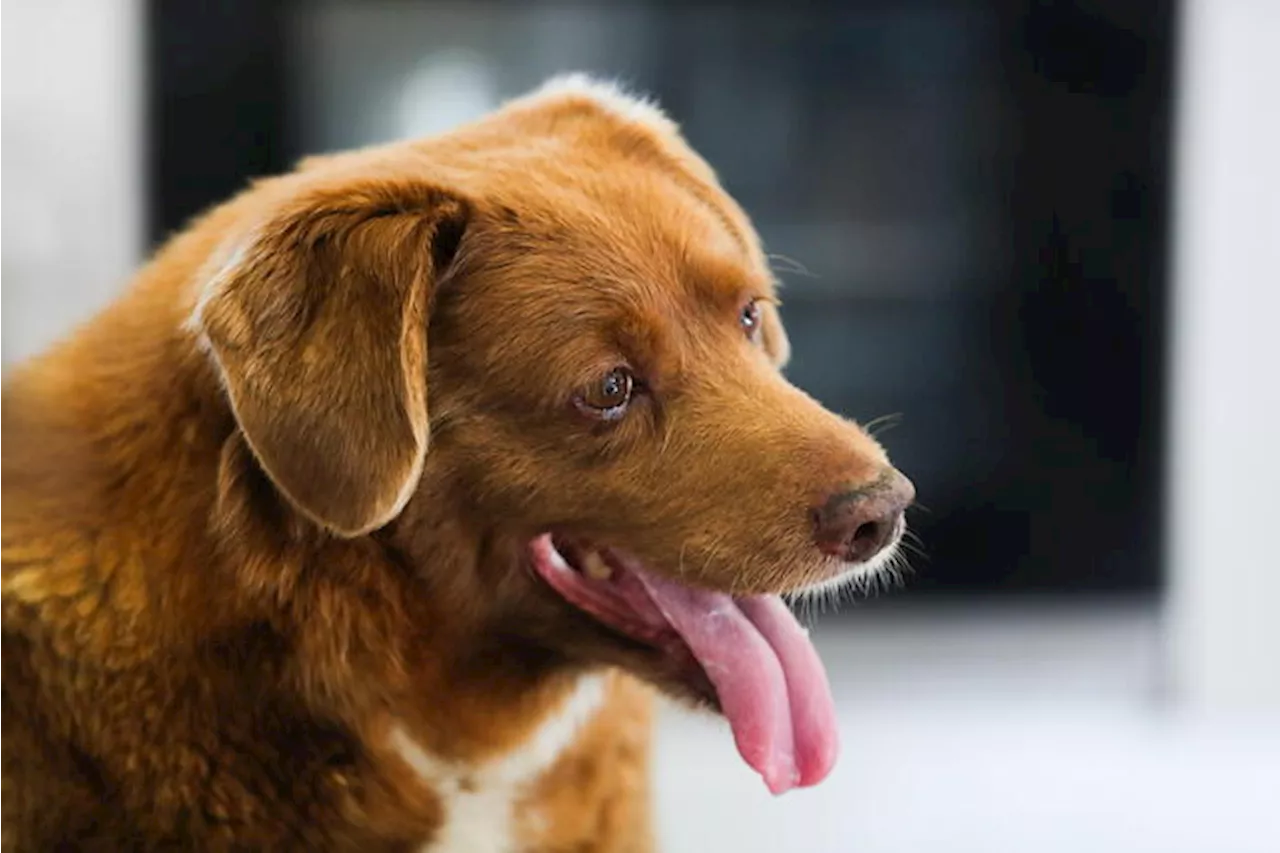 Si indaga su Bobi, il cane portoghese più vecchio del mondo