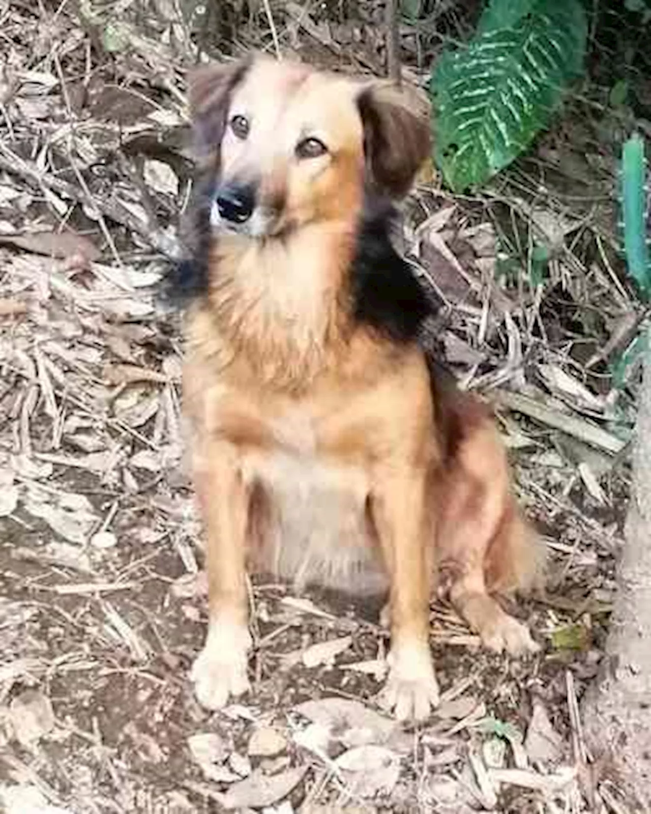 Tras muerte de perrita, reiteran llamado a prohibir pirotecnia