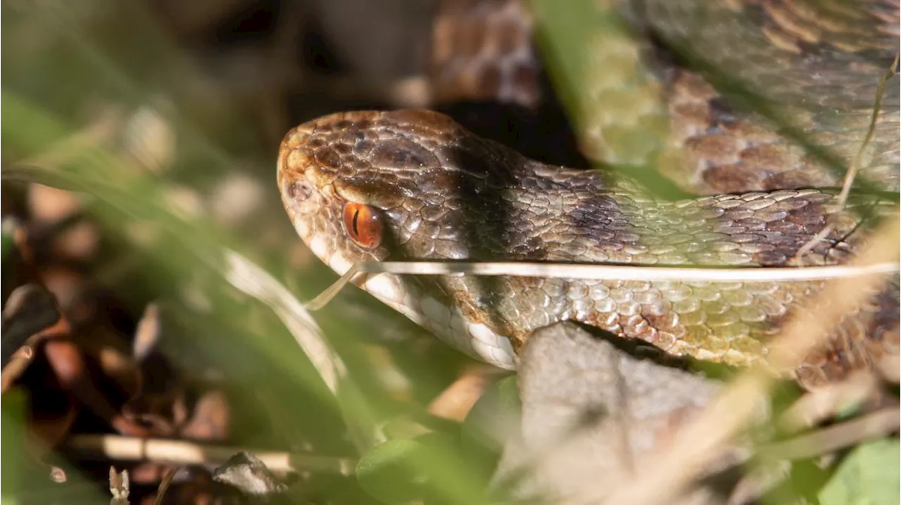 Kreuzotter und Viper am Gardasee: Wie gefährlich sind die giftigen Schlangen?