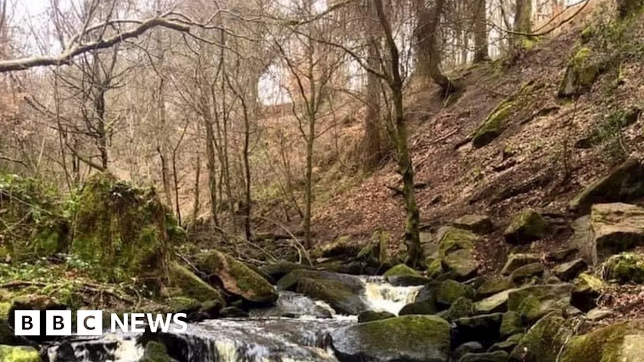 Hundreds oppose felling of diseased trees in Sheffield