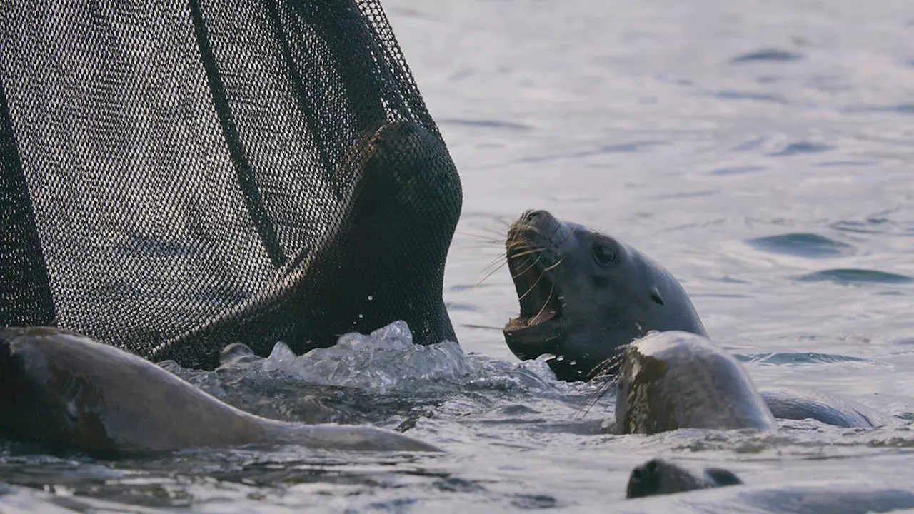 Planet Earth III - Sea lion pup rescue