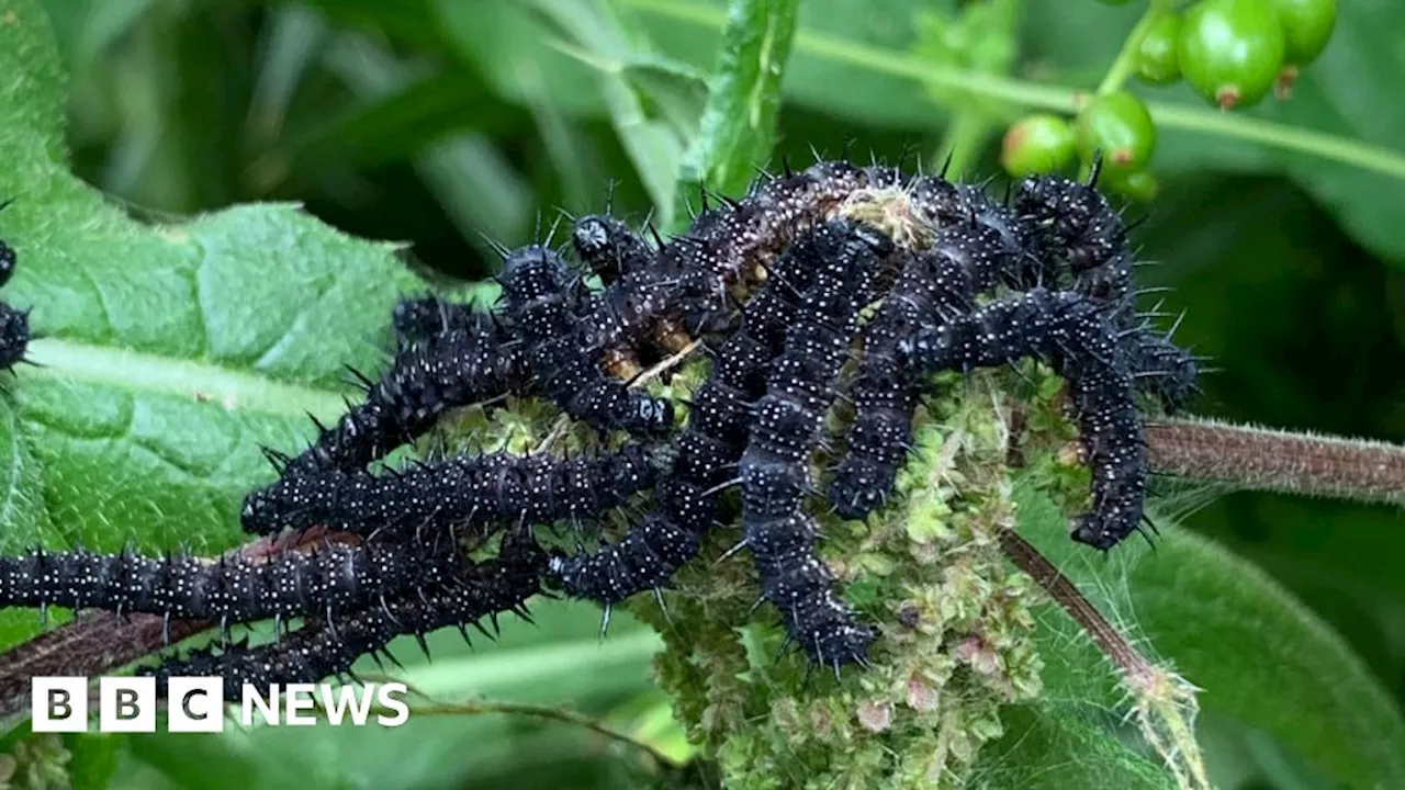 Caterpillars struggle to survive climate change, says study