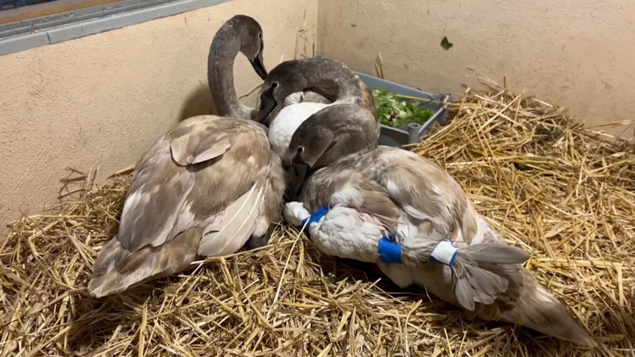 Cygnes blessés à Lyon: l'association Stéphane Lamart a déposé plainte pour 'acte de cruauté'