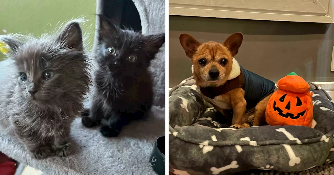 Wholesome Pictures of Adopted Pets in Their New Homes