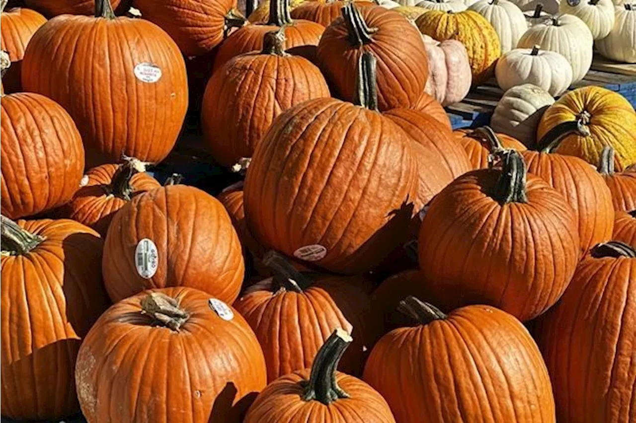 Climate change: Droughts, heavy rain turn Canada's pumpkin harvest spooky