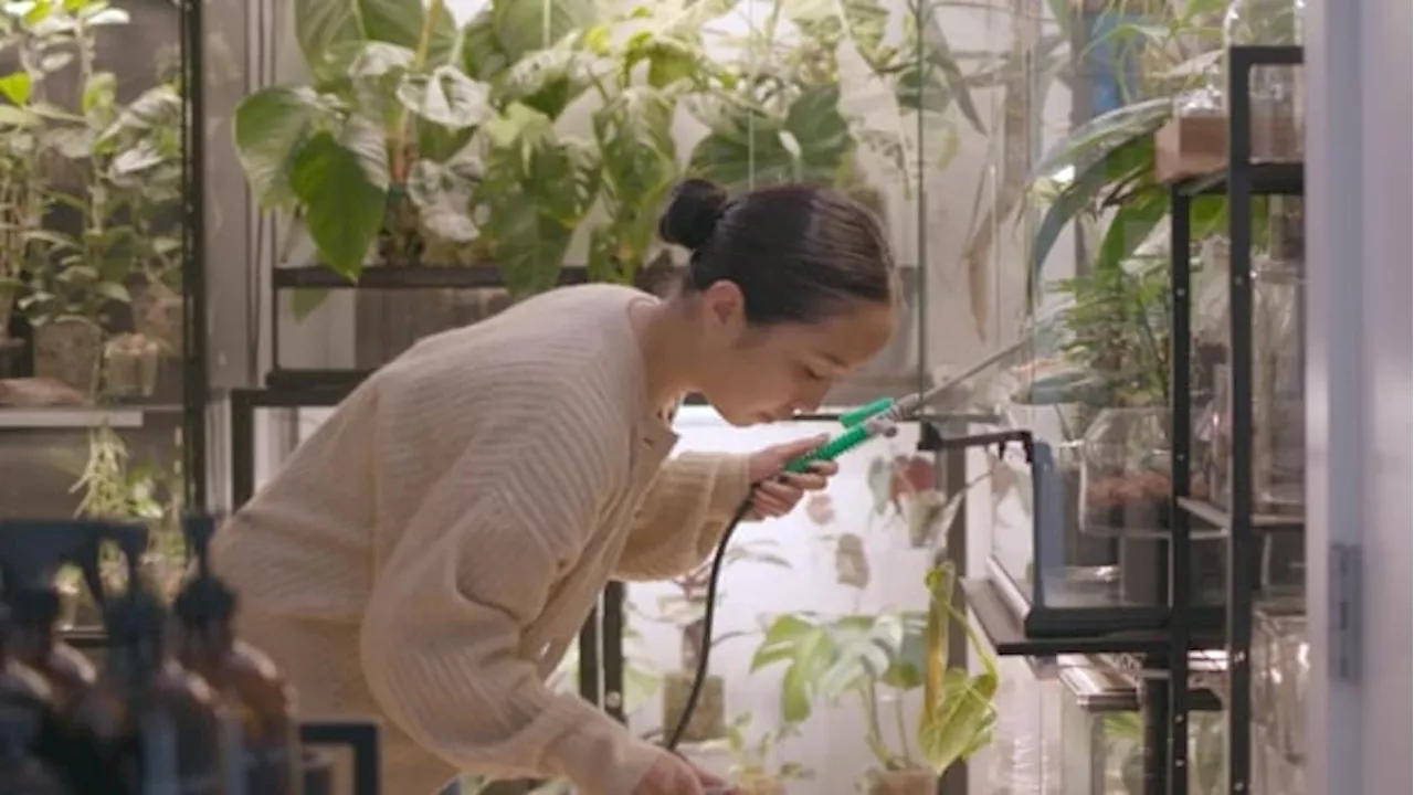 Inside a B.C. loft that boasts a jaw-dropping rare plant collection