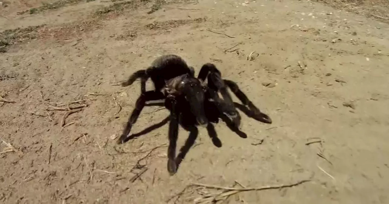 Tarantula crossing road causes traffic accident in Death Valley National Park