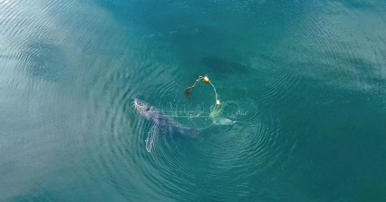 Video shows whale rescued after being 'hog-tied' to 300-pound crab pot off Alaska