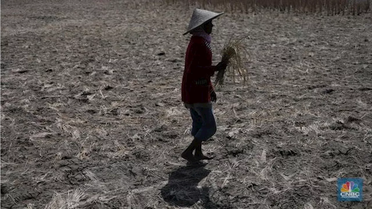 Peneliti BRIN Ungkap Tanda-tanda Efek Ngeri Perubahan Iklim