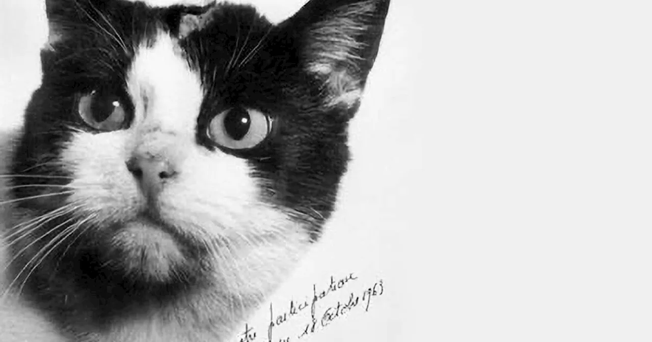 Comment Félicette, une chatte parisienne, a été projetée loin de la Terre