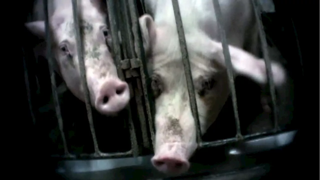 Ontario 'ag-gag' laws to be challenged in Toronto courtroom