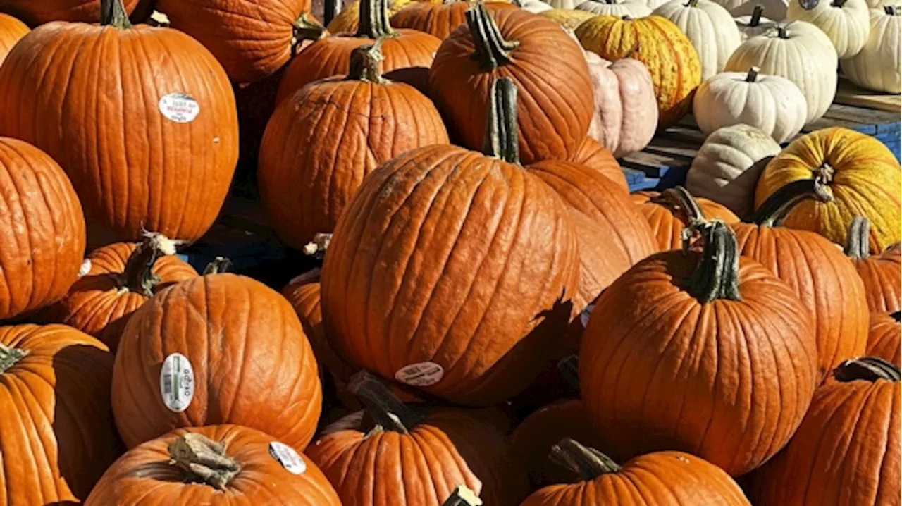 Spooky harvest: Droughts, heavy rain create challenge for Canada's pumpkin season