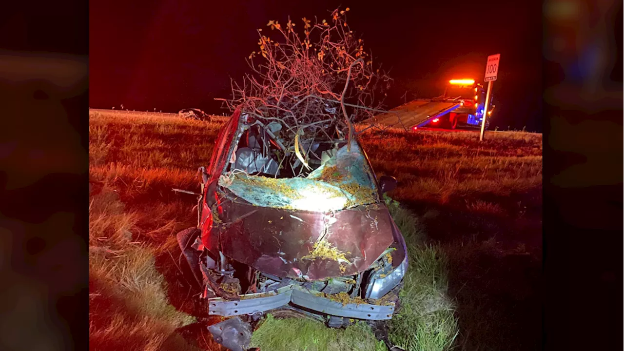 Four cars hit moose on Highway 416