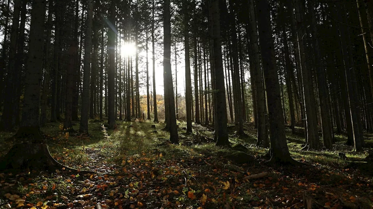 Replik: När skogen växer tas koldioxid upp