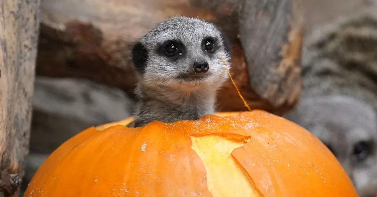 Scots zoo animals enjoy Halloween pumpkins with meerkats, snow leopards and Red Pandas