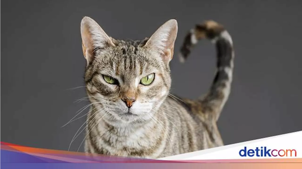 4 Tips Cegah Kucing Liar Naik ke Atap Rumah