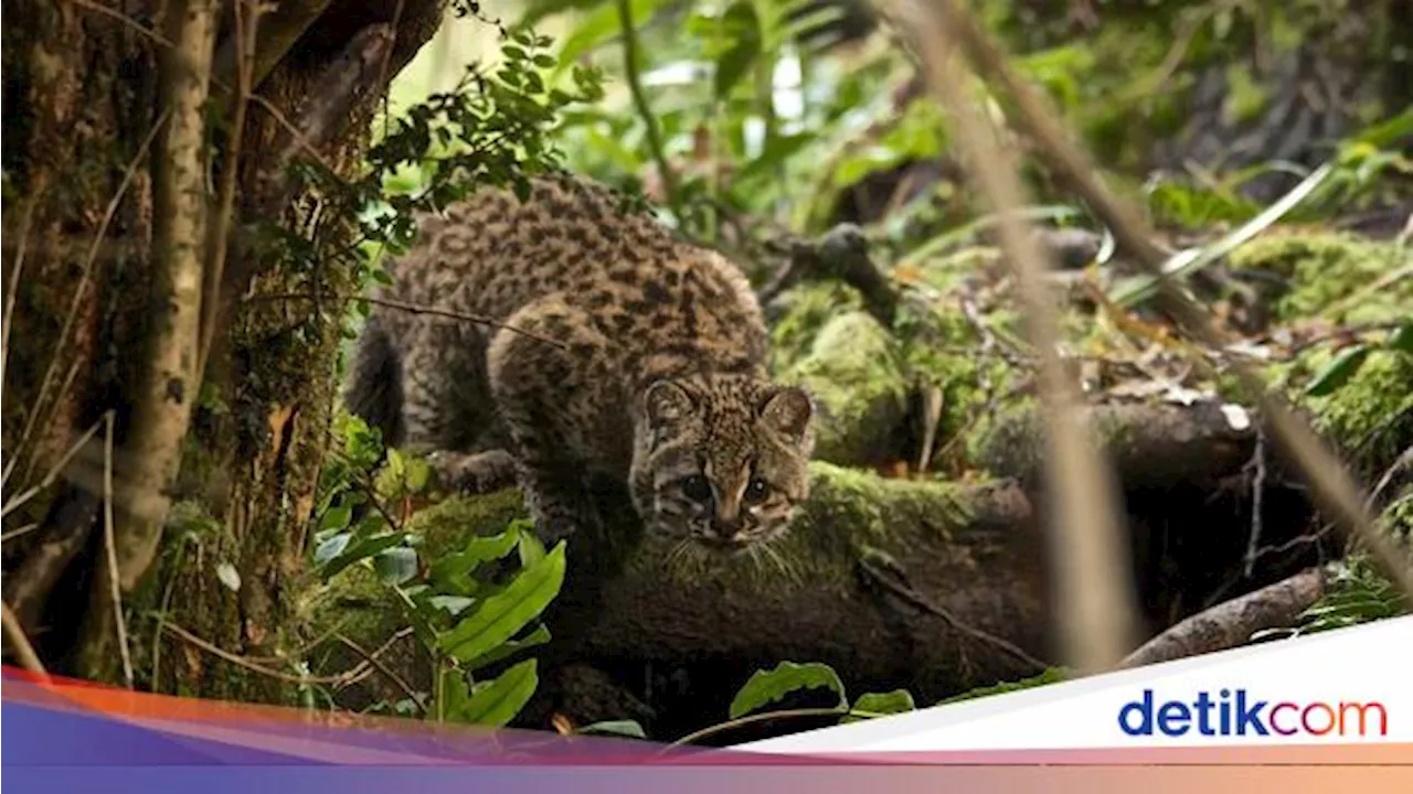 Ini Guigna, Kucing Liar 'Kemasan Sachet' dari Amerika