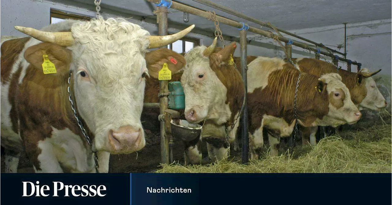 Nach deutschem Urteil: Sind die Strafen für Tierquälerei in Österreich nicht hoch genug?