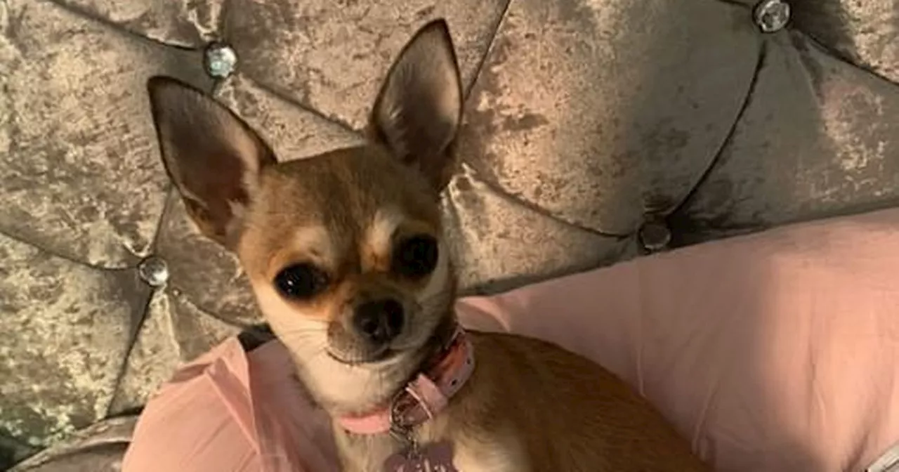 Beloved Chihuahua Mauled to Death by Pit Bull