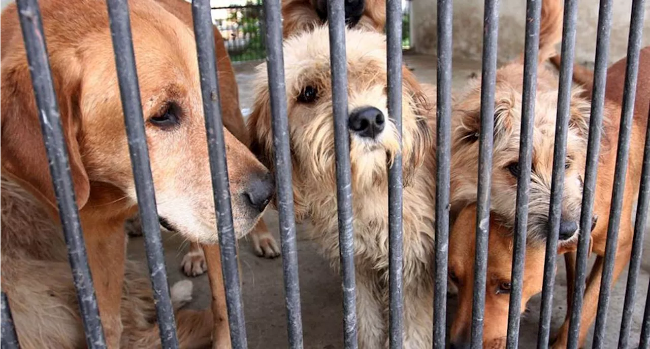 Aumenta sacrificio de animales en CDMX y Edomex en temporada de Halloween, advierte Camada Nitin Neza