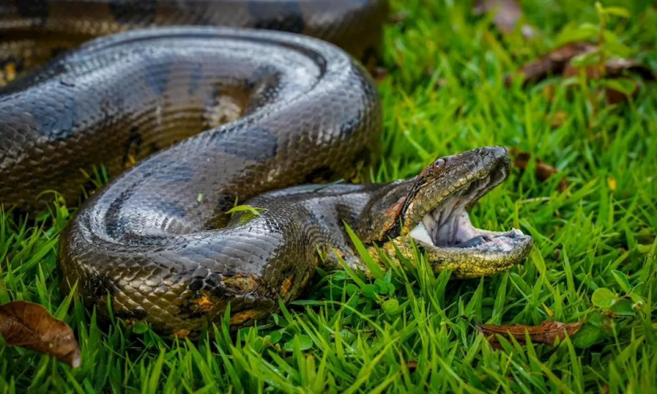 'Se come gallinas, gansos, terneros': encuentran a una gigante anaconda en Meta, fotos