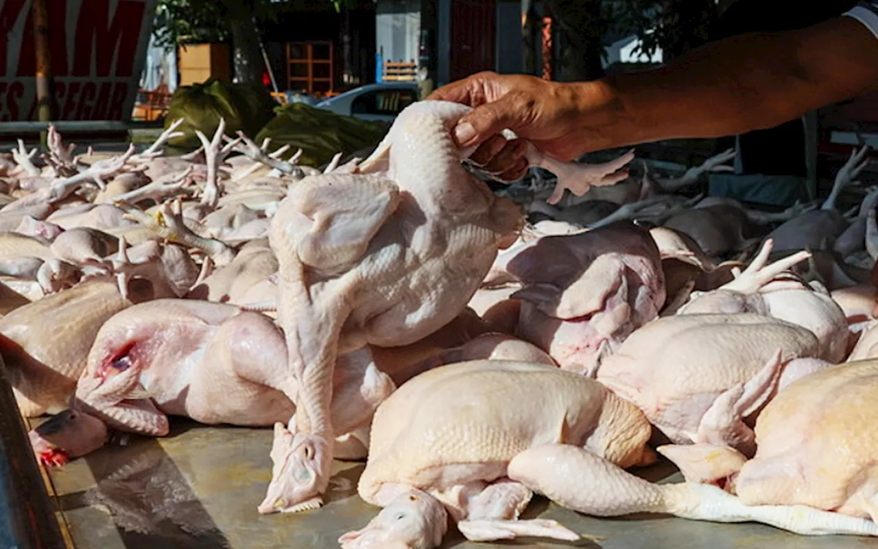 Pantau ‘orang tengah’ selepas mansuh subsidi ayam, kerajaan diberitahu