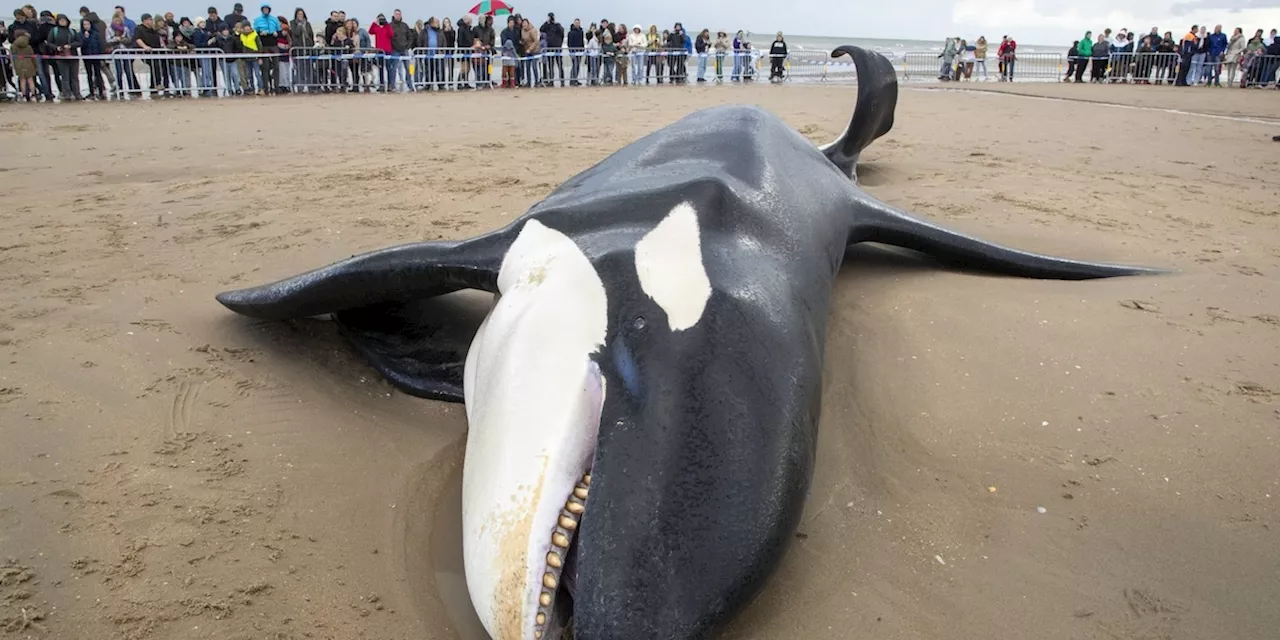 Orca an Nordseeküste gestrandet