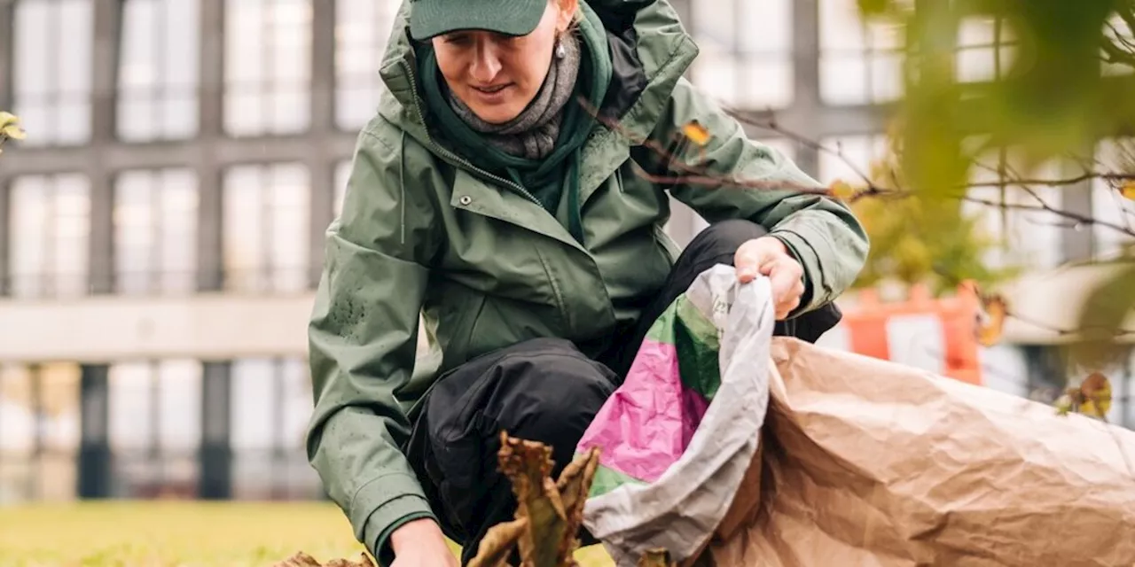 Schädlinge und Bakterien: So kann jeder befallenen Kastanienbäumen helfen