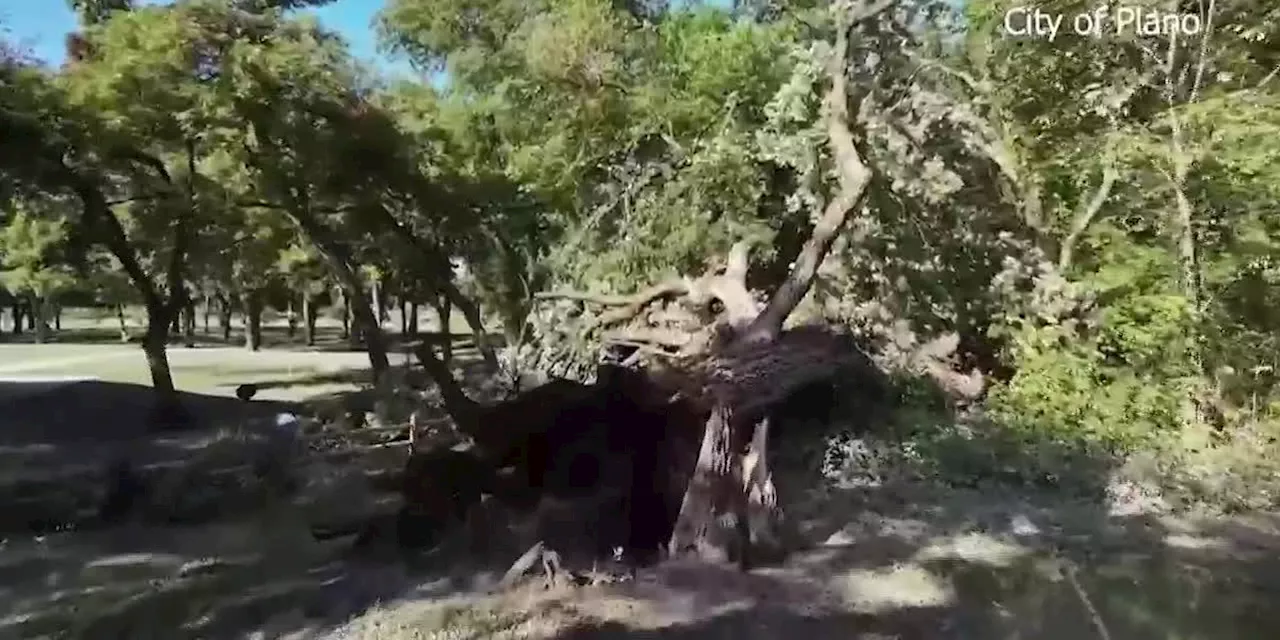 Nature lovers mourn the loss of tree older than the United States