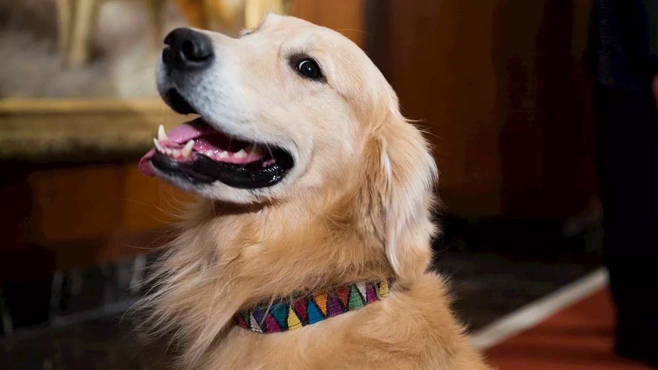 Housekeepers walk out of downtown Chicago hotel, demanding fair pet policy