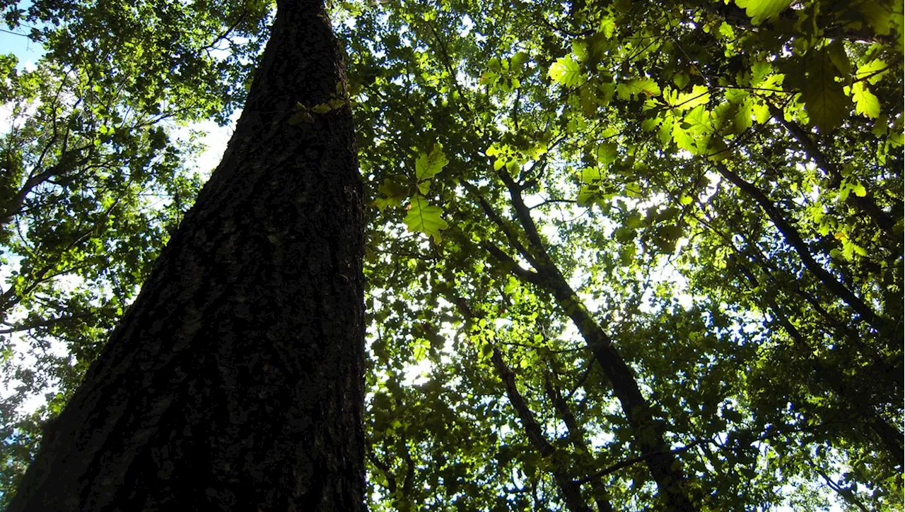 Promenade avec Laurent Tillon en forêt de Rambouillet