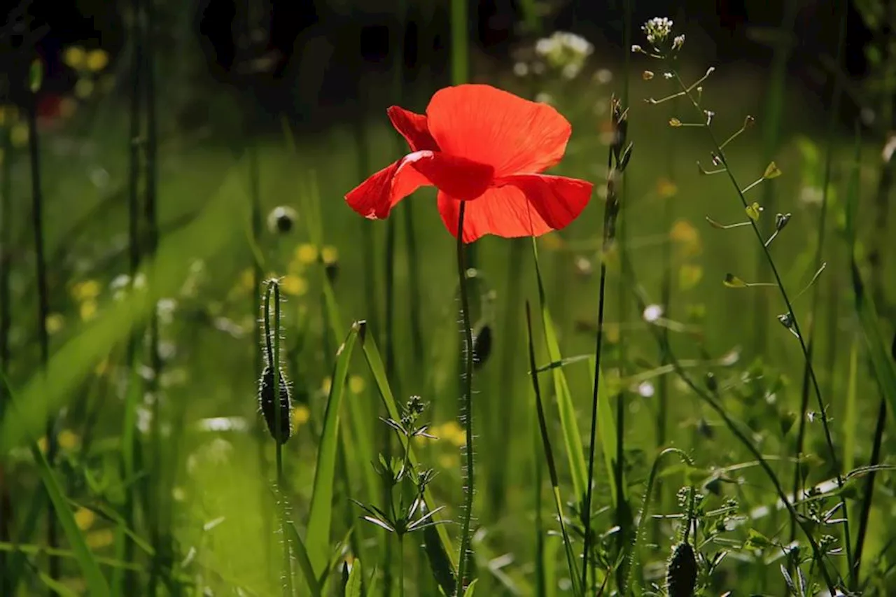 Bogus gardener caught again after victim read news report