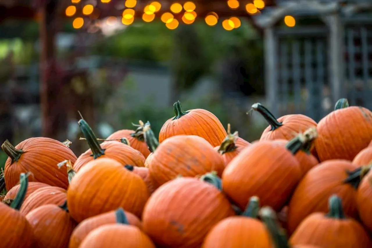 Halloween: Pumpkins could pose a 'danger' to animals