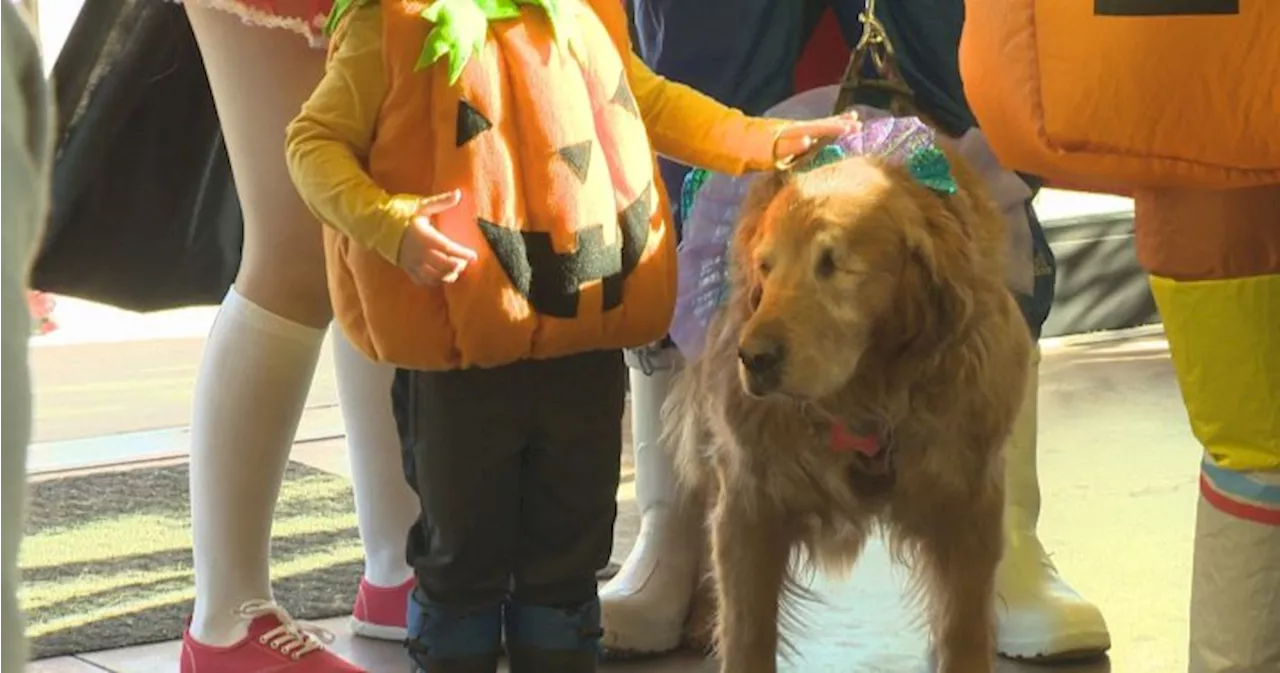 Halloween festivites transform Grizzli Winery into ‘Halloweenie’