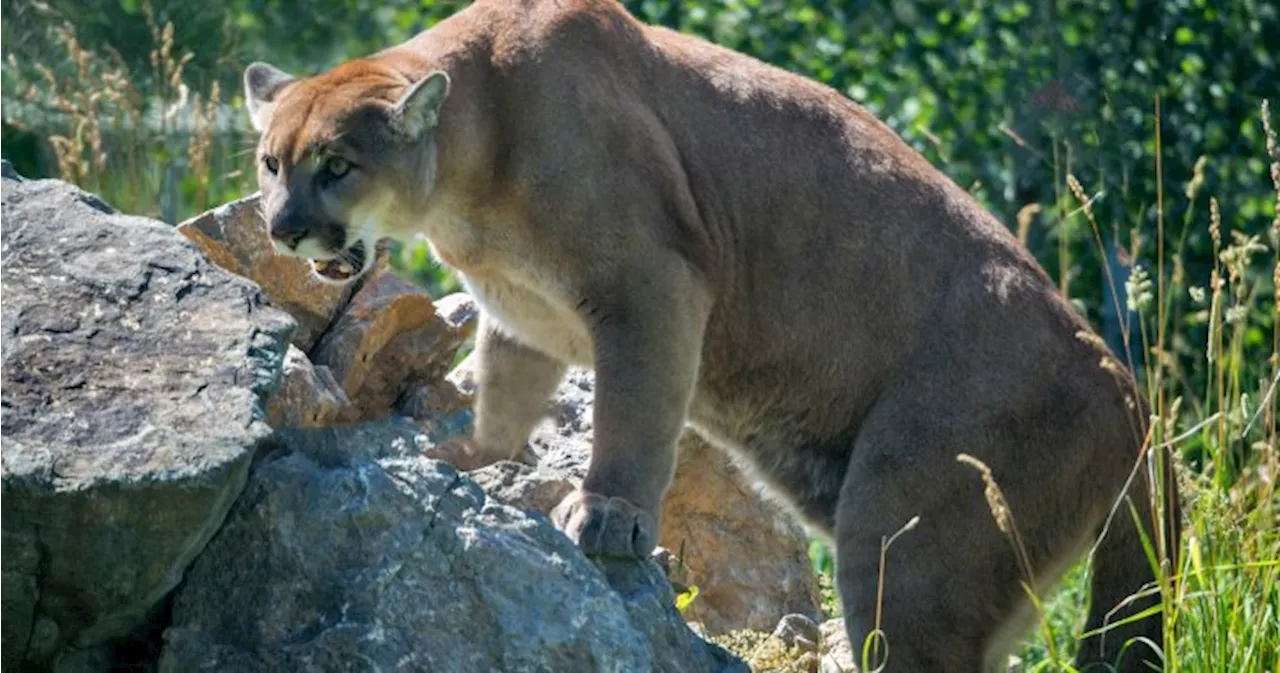 Suspected cougar attacks near Bragg Creek prompt pet warnings