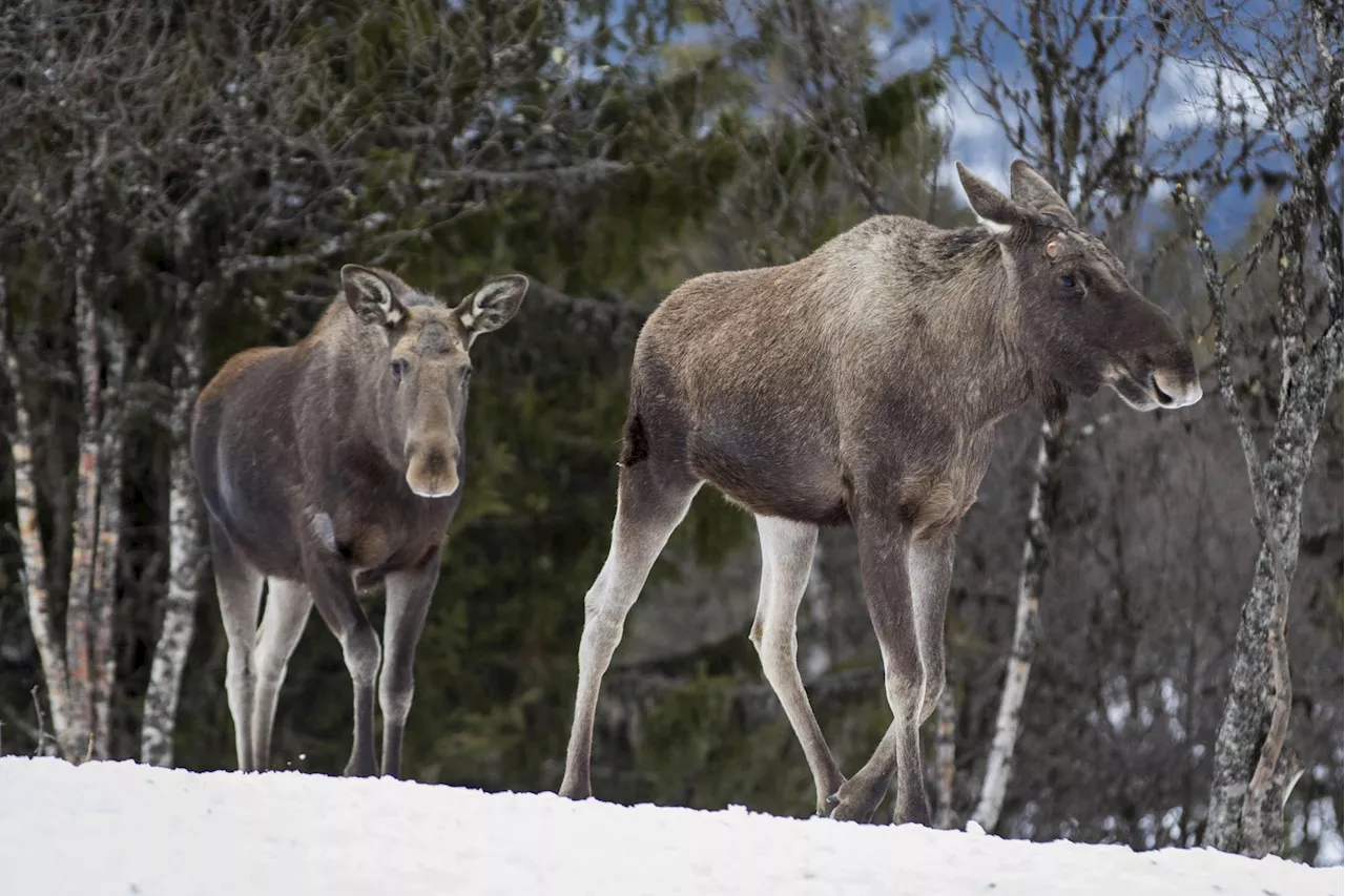 Färre älgar än vanligt skjuts i Norrbotten