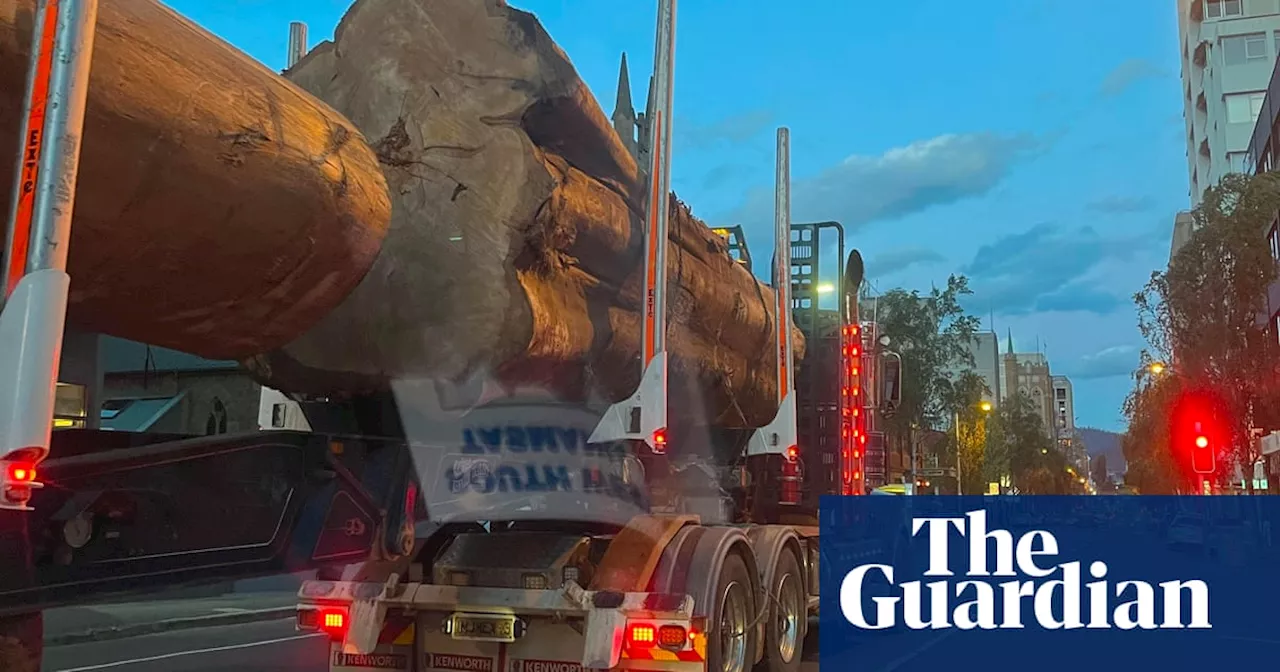 Huge centuries-old tree being trucked through Hobart CBD prompts calls for logging law reform