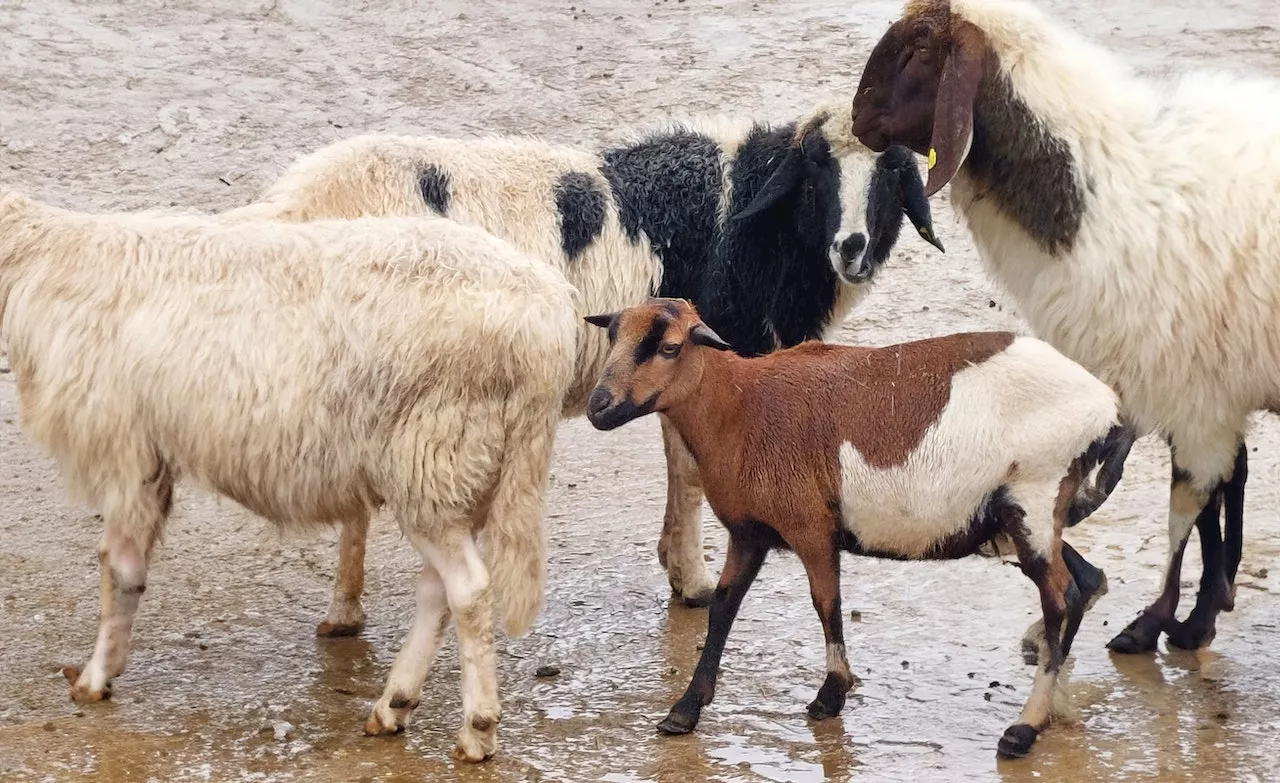 Tierschützer kritisieren milde Urteile bei Tierquälerei in Österreich