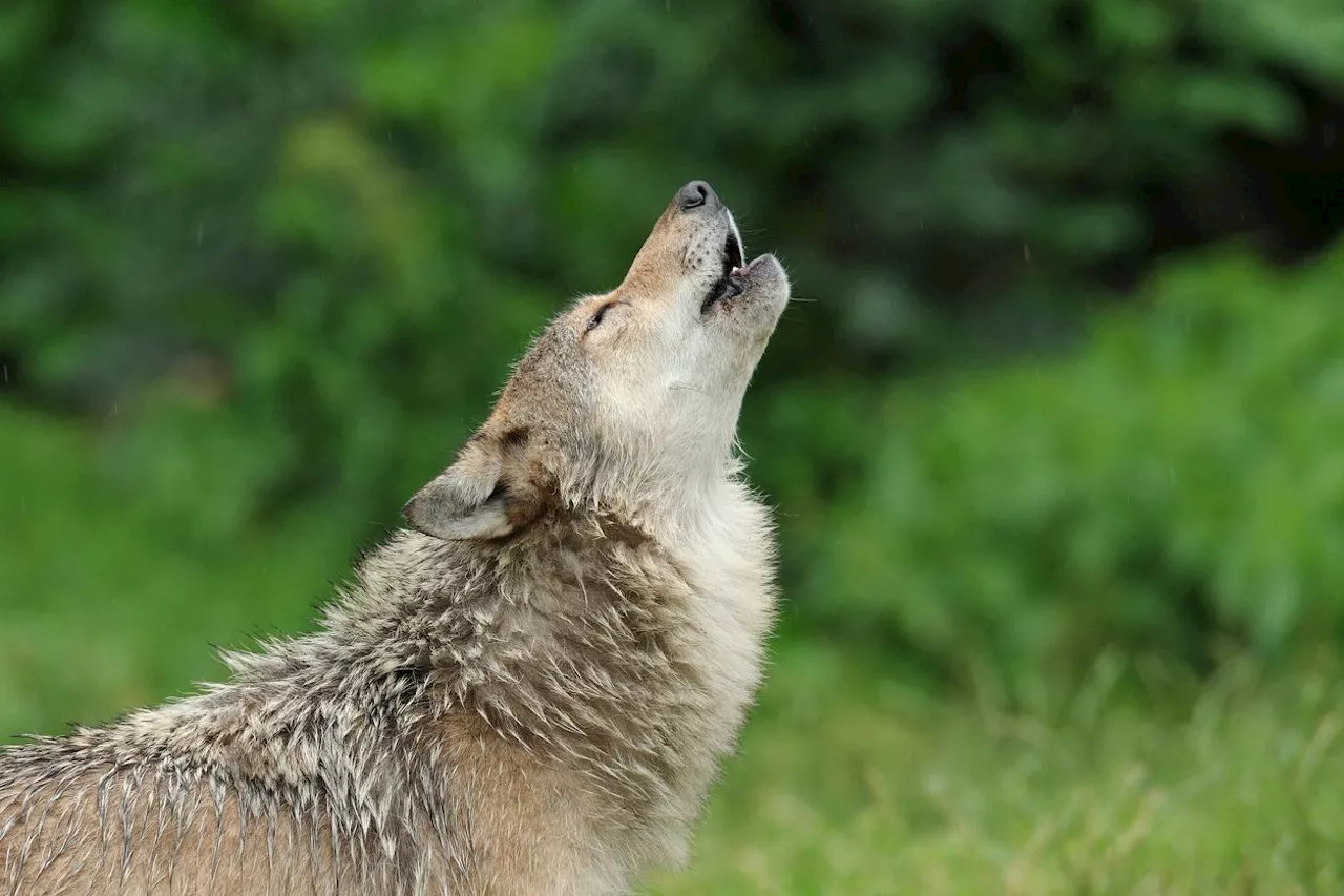 – wieder Wolf zum Abschuss freigegeben