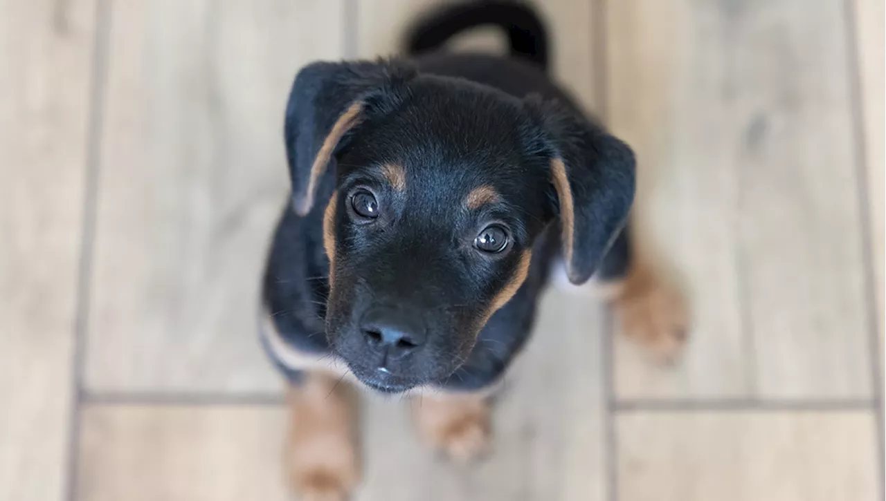 Rottweiler caduto dalla finestra a Roma, il cane che non voleva lasciarla sola