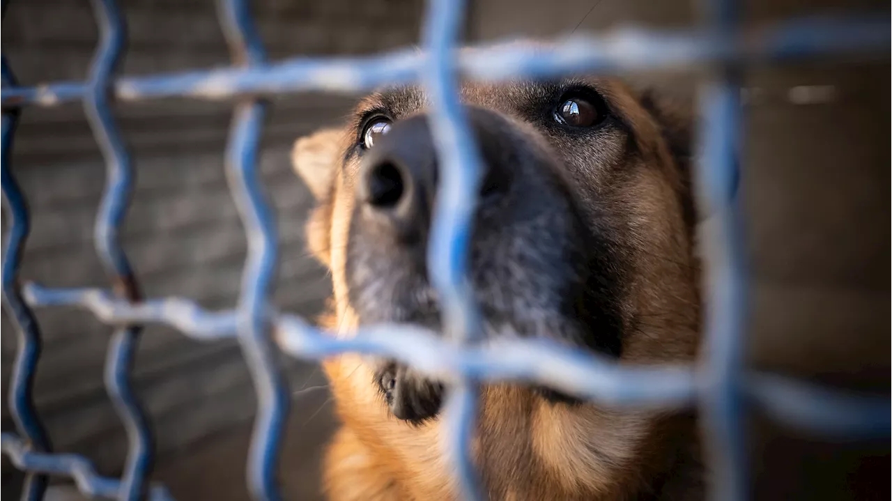 Los dos perros que atacaron a la anciana muerta en Murcia, no tenían nada en regla