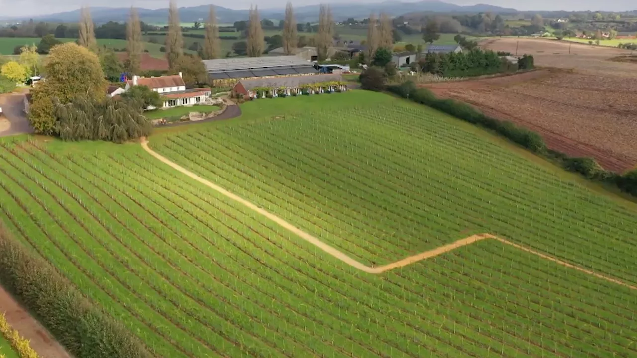 Inside the Gloucestershire vineyard that's just harvested its first Chardonnay grape