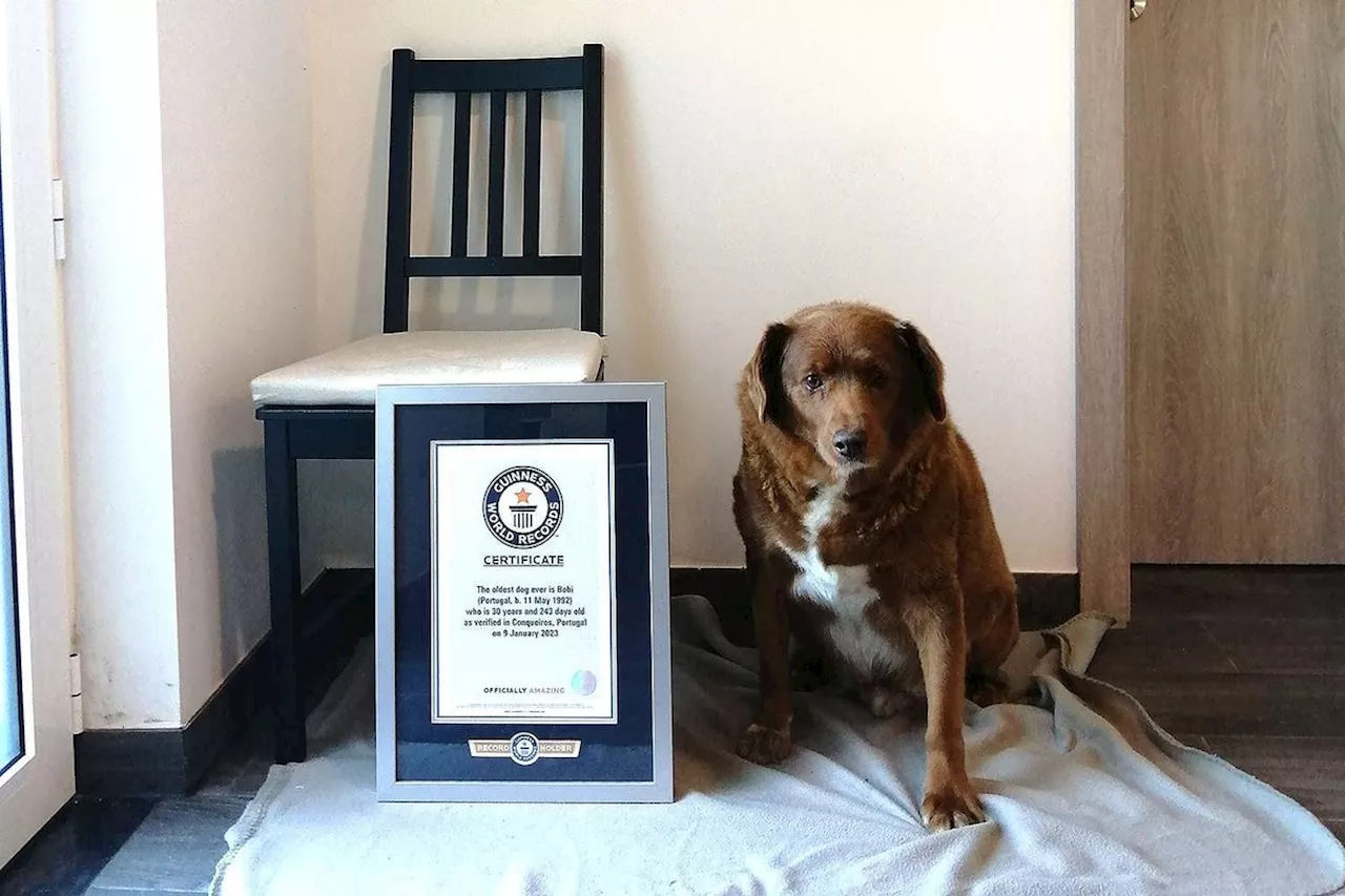 Guinness investiga idade de Bobi, o 'cachorro mais velho do mundo', após suspeitas de fraude