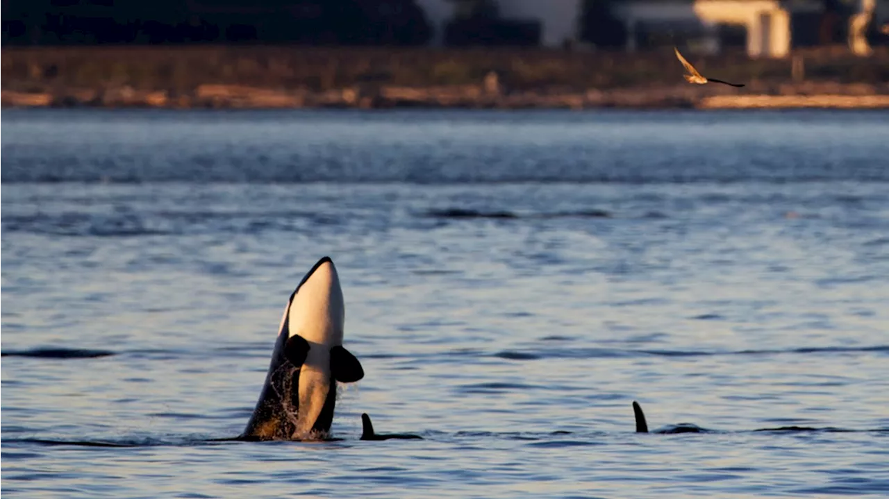 WhatsApp group chat alerts Seattle members when Orcas may be swimming nearby