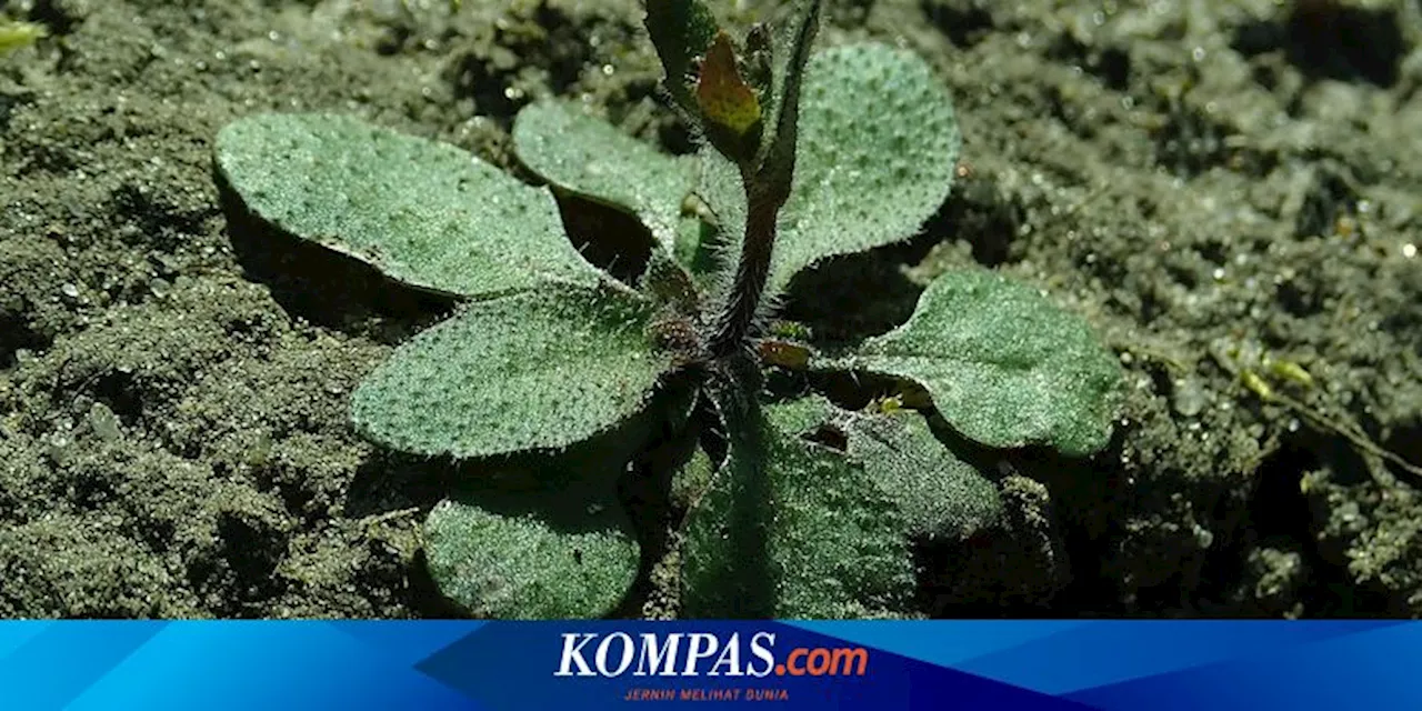 Ilmuwan Ciptakan Tanaman Pendeteksi Pestisida Berbahaya