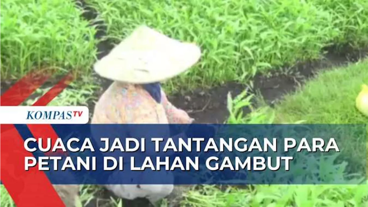 Kelompok Tani di Pontianak Berhasil Manfaatkan Lahan Gambut untuk Menanam Sayur