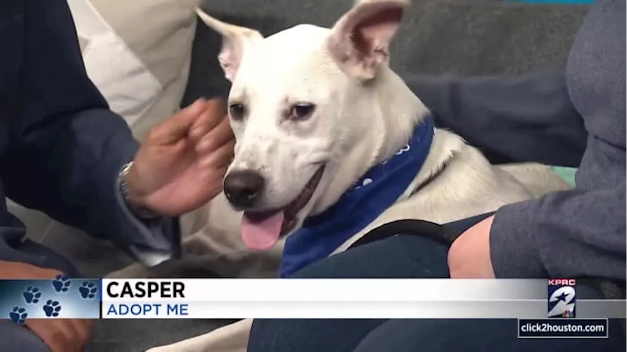 KPRC 2 Pet Project: Meet Casper, the friendly pup