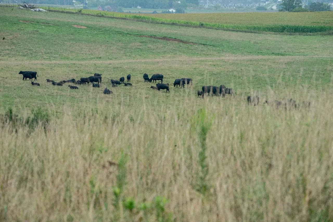 Les prix de la viande rouge s'envolent aux Etats-Unis, en manque de boeufs